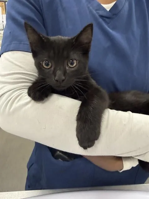 A baby small-sized male Domestic Short Hair cat named Pepsi for adoption in Upper Marlboro, MD