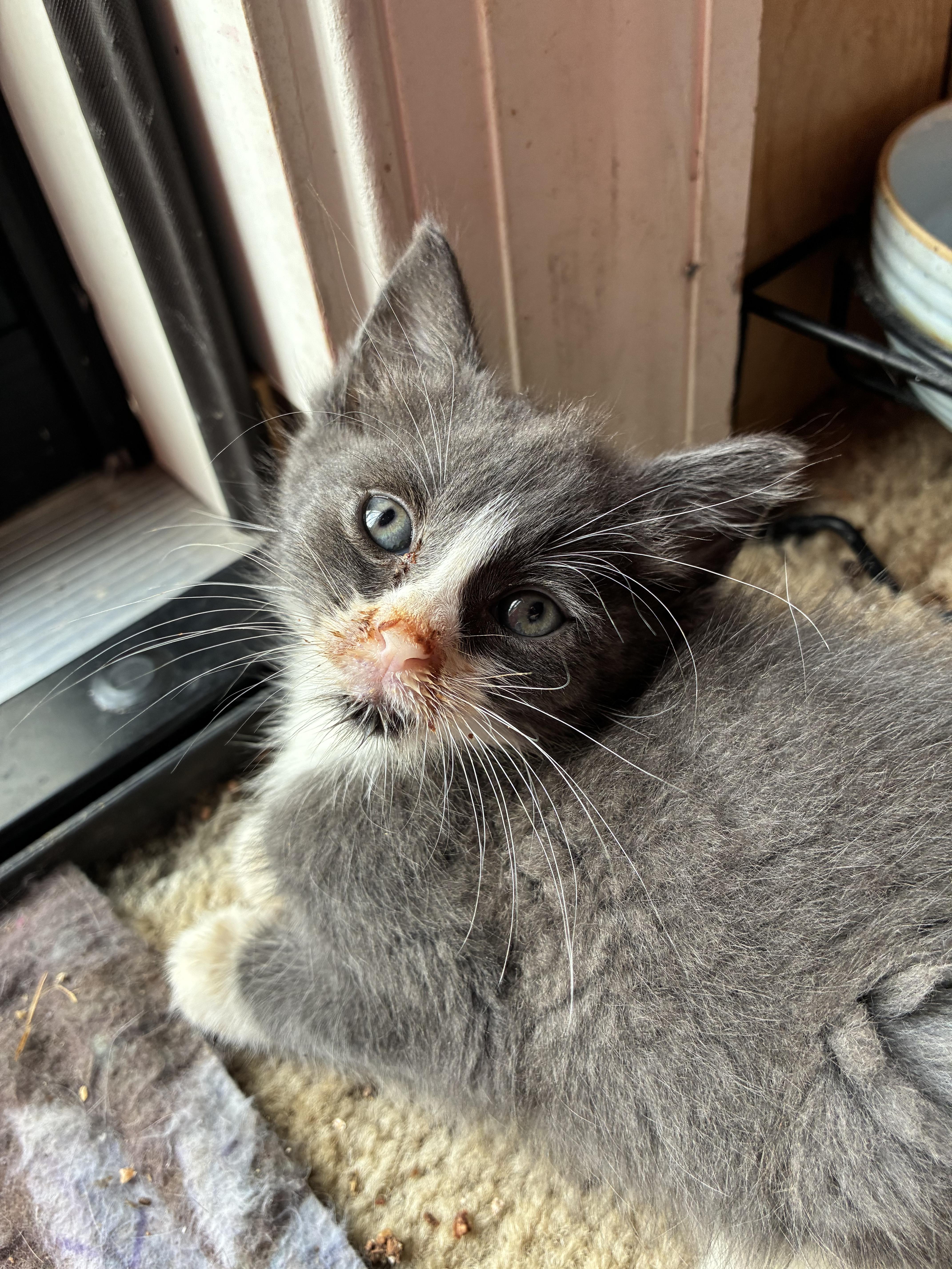 A baby small-sized male Gray & White Domestic Short Hair cat named Raspberry Tart for adoption in Bayonne, NJ