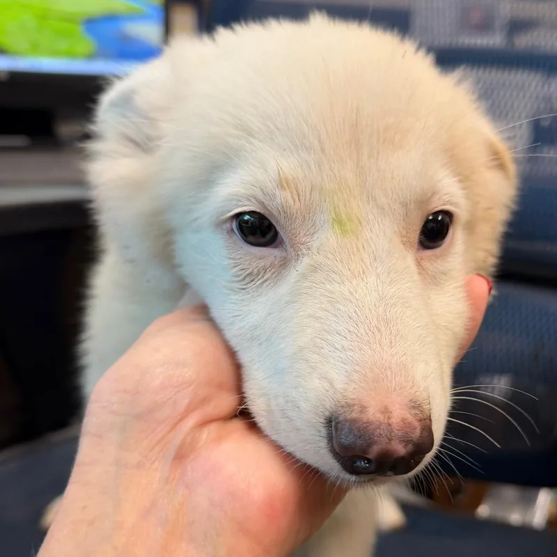 A baby medium-sized female White / Cream Australian Shepherd dog named Martha Devotion for adoption in Norman, OK