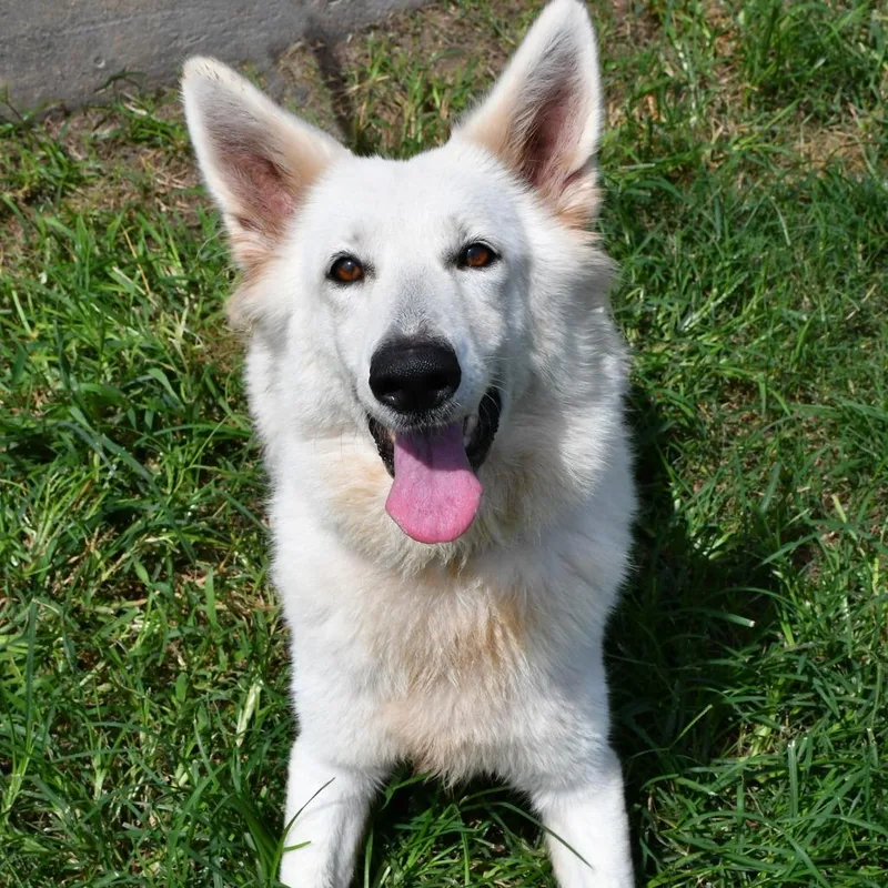 An adult large-sized female White / Cream German Shepherd Dog dog named Victoria for adoption in Beaumont, TX