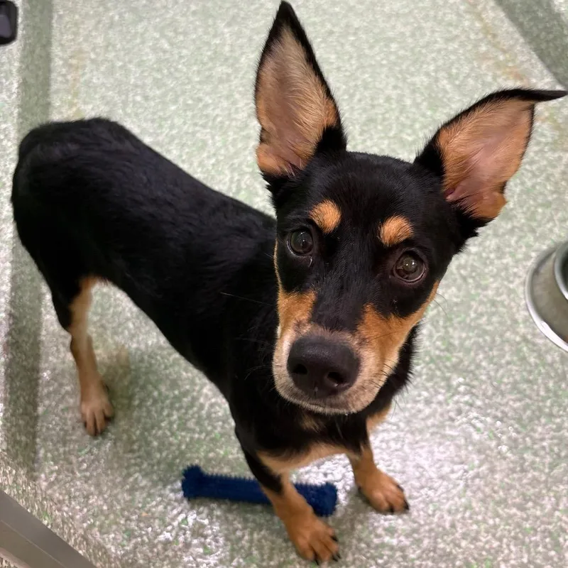 A young medium-sized female Black Doberman Pinscher dog named Pippa for adoption in Calverton, NY