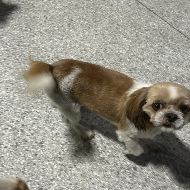 An adult small-sized female Golden Shih Tzu dog named Stella for adoption in Antwerp, OH