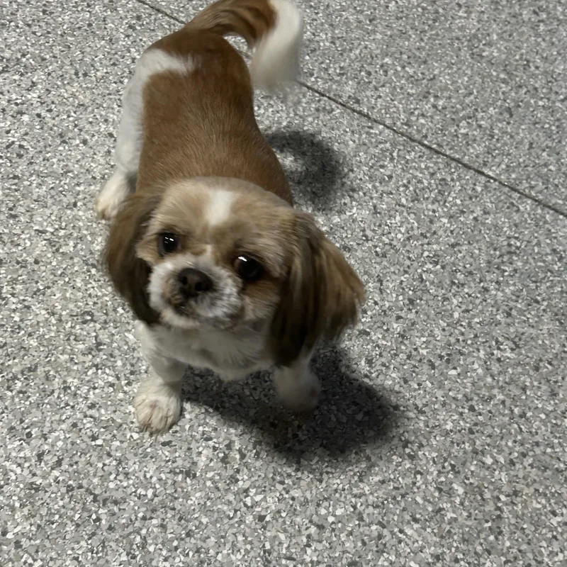 Stella thumbnail 2