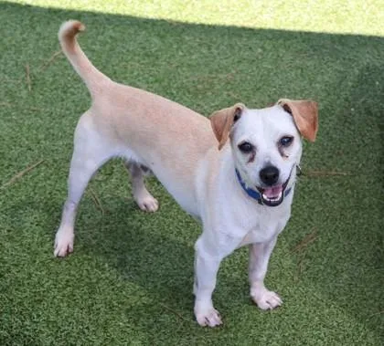 An adult small-sized male Mixed Breed dog named Byrd for adoption in Athens, GA