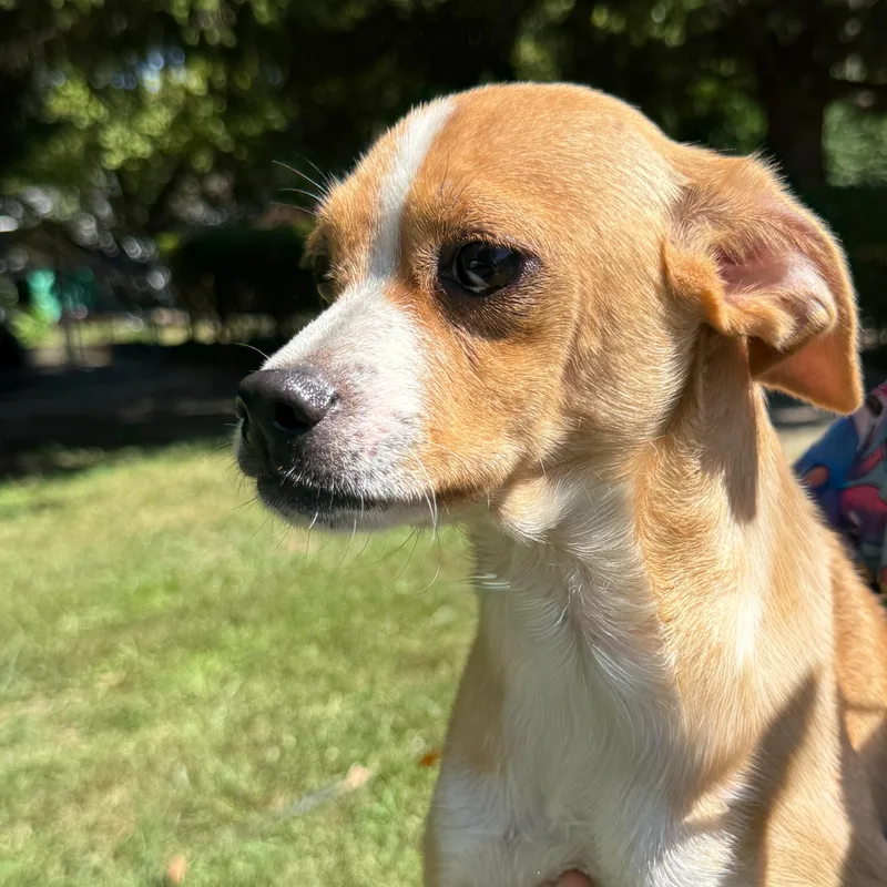 Hubba Bubba thumbnail 3