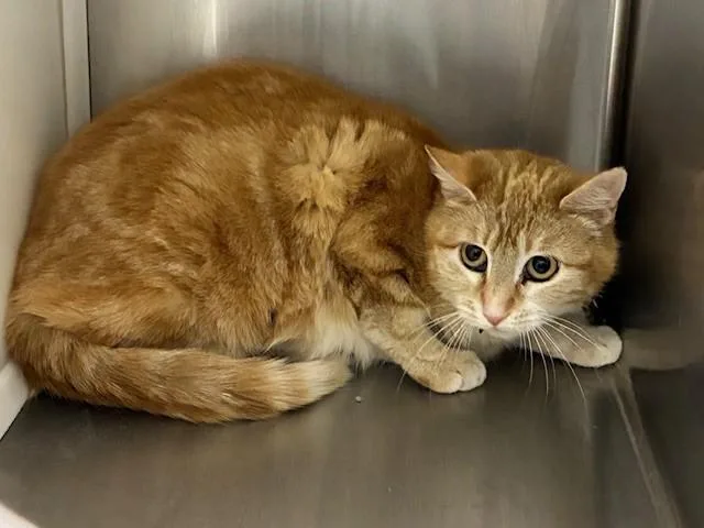 A young small-sized female Domestic Short Hair cat named Star for adoption in Brighton, CO