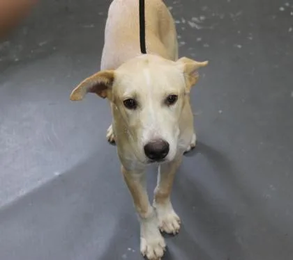A baby medium-sized male Labrador Retriever dog named Mash for adoption in Picayune, MS