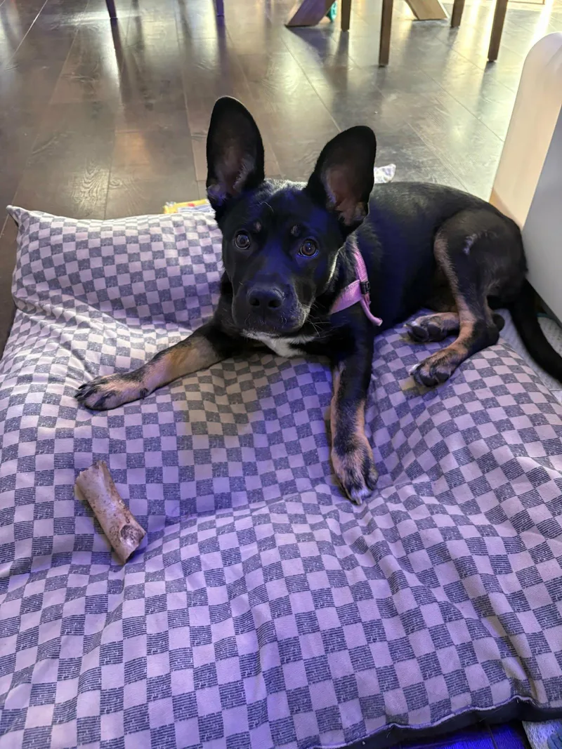 Princess Mia thumbnail 3