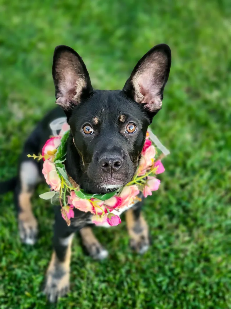 Princess Mia thumbnail 4