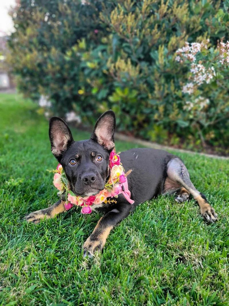 Princess Mia thumbnail 5