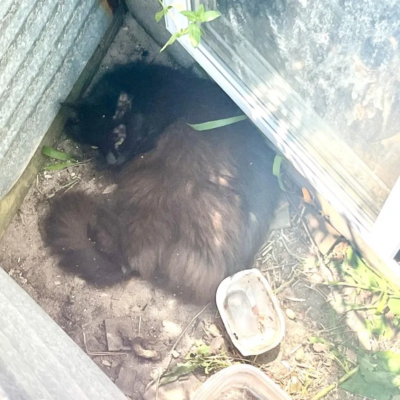 A senior medium-sized female Black Domestic Long Hair cat named Chewy for adoption in Hampton Bays, NY