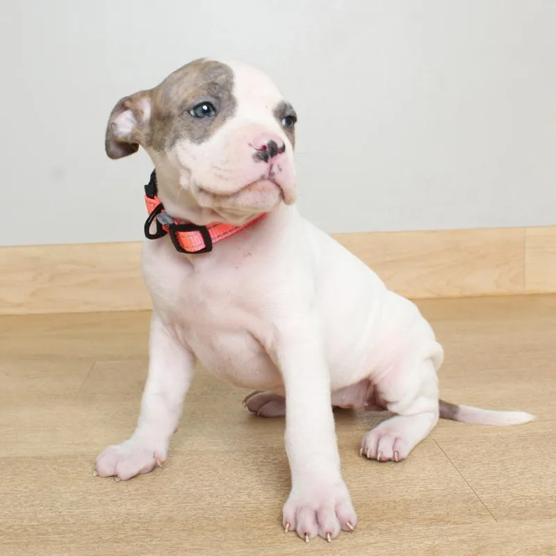 A baby medium-sized female White / Cream Pit Bull Terrier dog named Green Olive D for adoption in Minnetonka, MN