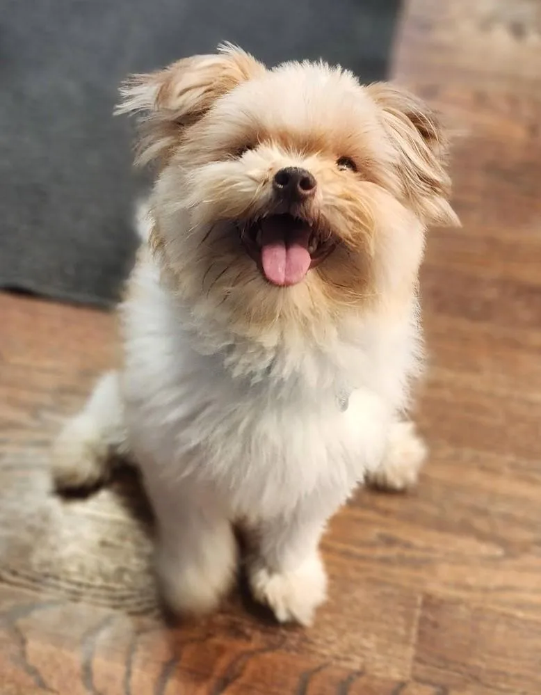 An adult small-sized male Pomeranian dog named Dino for adoption in Palatine, IL