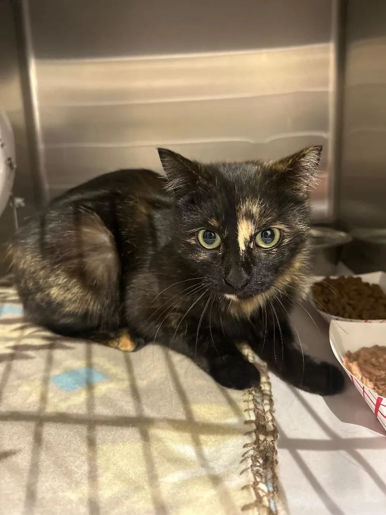 A baby medium-sized female Domestic Short Hair cat named Peaches for adoption in Winder, GA