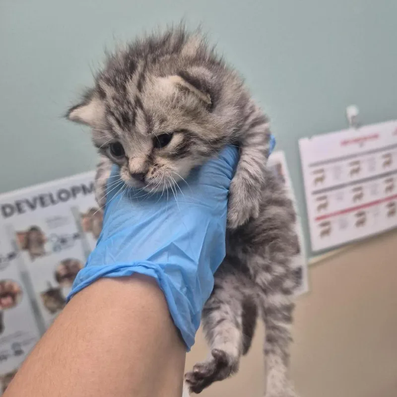A baby small-sized male Domestic Medium Hair cat named Berlioz for adoption in Tacoma, WA