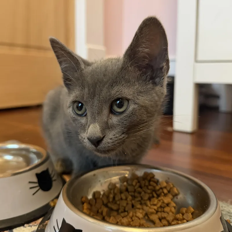 A baby medium-sized male Gray / Blue / Silver Domestic Short Hair cat named Smokey for adoption in Roanoke, VA