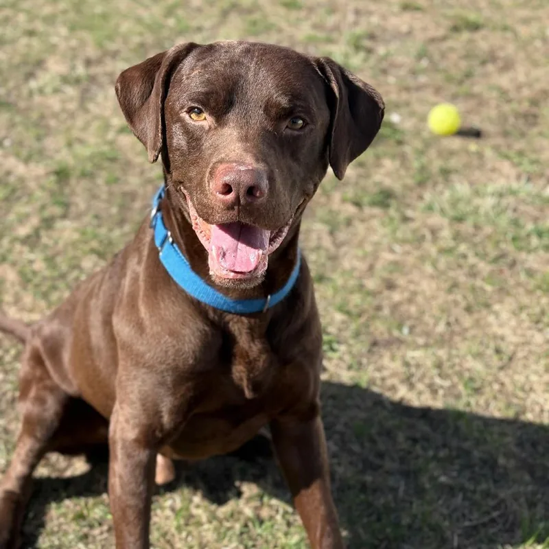 An adult large-sized male Brown / Chocolate Chocolate Labrador Retriever dog named Remington for adoption in Enfield, NH