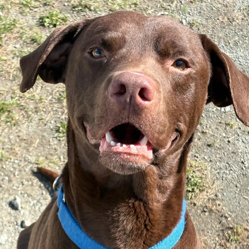 Remington thumbnail 2