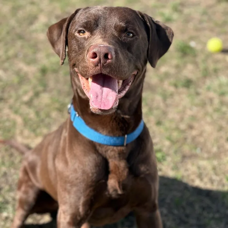 Remington thumbnail 3