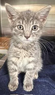 A baby small-sized female Domestic Short Hair cat named Khloe for adoption in Bridgewater, NJ