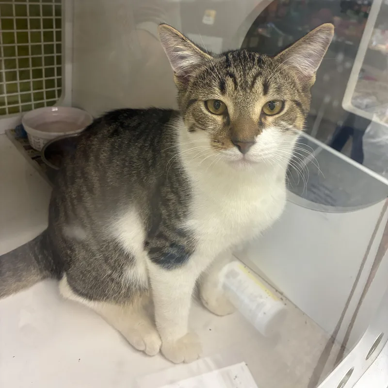 A young medium-sized male Tabby (Tiger Striped) Domestic Short Hair cat named Dexter for adoption in Bridgeport, CT
