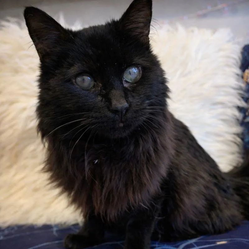 A senior small-sized female Black Domestic Long Hair cat named Mattie for adoption in Laramie, WY