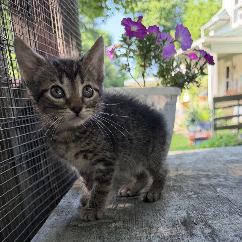 A baby small-sized male Brown / Chocolate Domestic Short Hair cat named Adoo for adoption in Richmond, IN