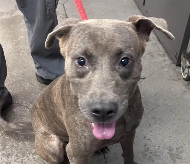 A young large-sized male Pit Bull Terrier dog named Oso for adoption in Tucson, AZ
