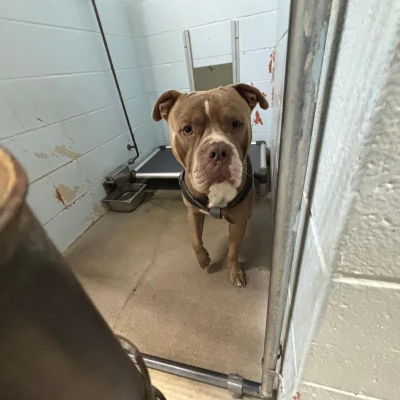 An adult large-sized male Brown / Chocolate Pit Bull Terrier dog named Cash for adoption in St Joseph, MO
