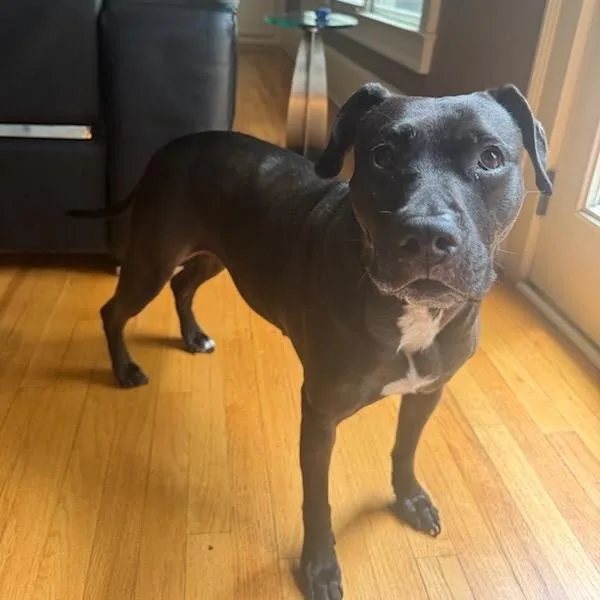 An adult medium-sized female Black Mixed Breed dog named Uzi for adoption in Austell, GA