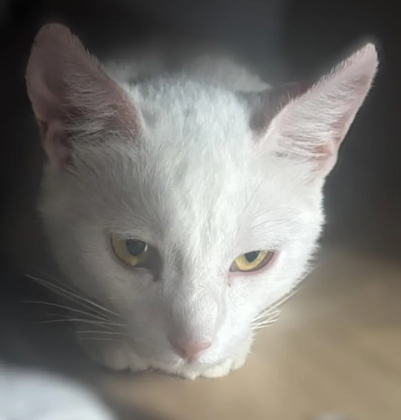 A young small-sized female White Turkish Angora cat named Duchess for adoption in Walnut Creek, CA