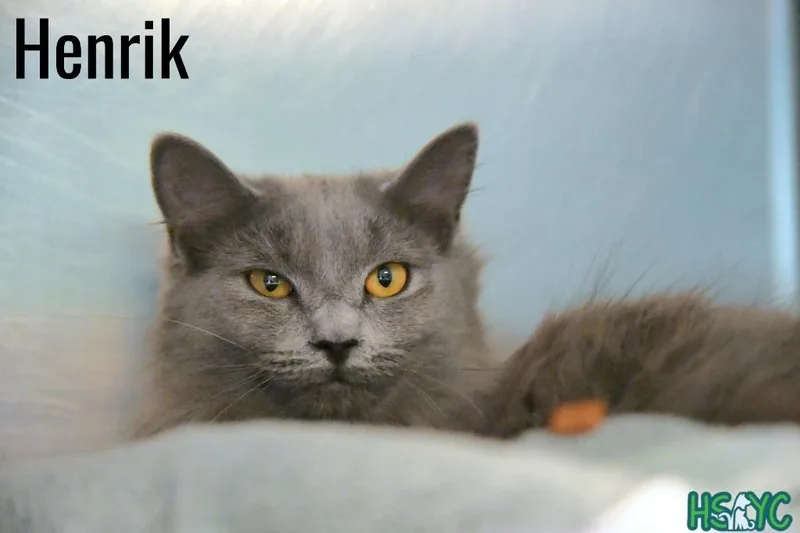 A young medium-sized male Domestic Medium Hair cat named Henrik for adoption in Fort Mill, SC