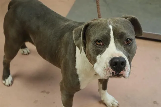 An adult large-sized male Mixed Breed dog named Uncle Sam for adoption in Columbia, SC