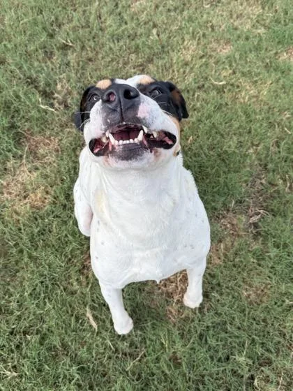 An adult medium-sized male Mixed Breed dog named Wiggle D Crumb for adoption in Atlanta, GA