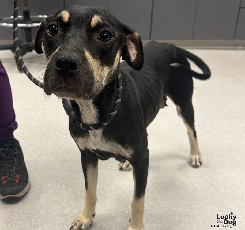 A young medium-sized female Labrador Retriever dog named Maple for adoption in Washington, DC