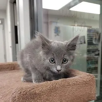 A baby small-sized female Gray / Blue / Silver Domestic Long Hair cat named Marianne for adoption in Liberty, MO