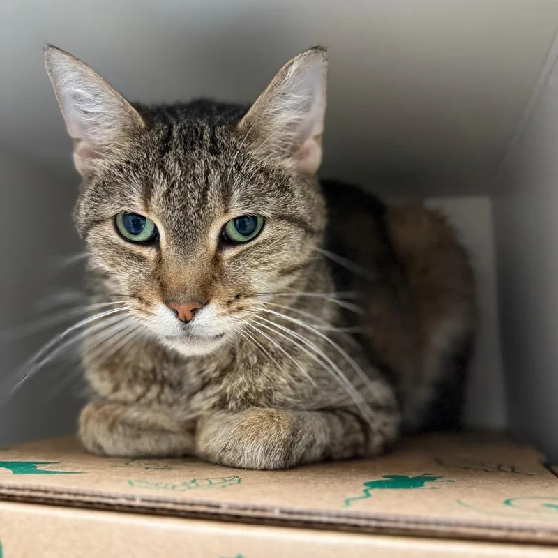 A senior medium-sized male Domestic Short Hair cat named Cormac for adoption in Fairport, NY