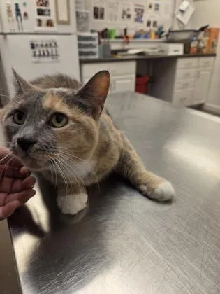 An adult small-sized female Domestic Short Hair cat named Autumn for adoption in South Bend, IN