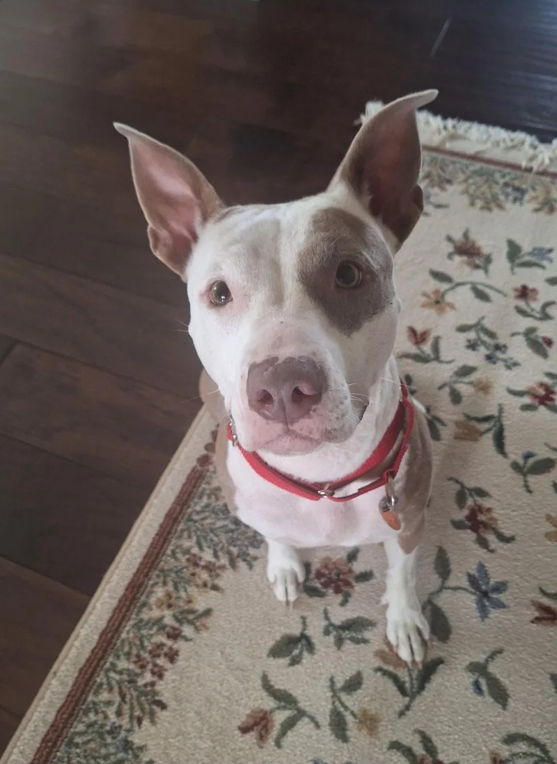 A young medium-sized female White / Cream Terrier dog named Envy for adoption in Whitestown, IN
