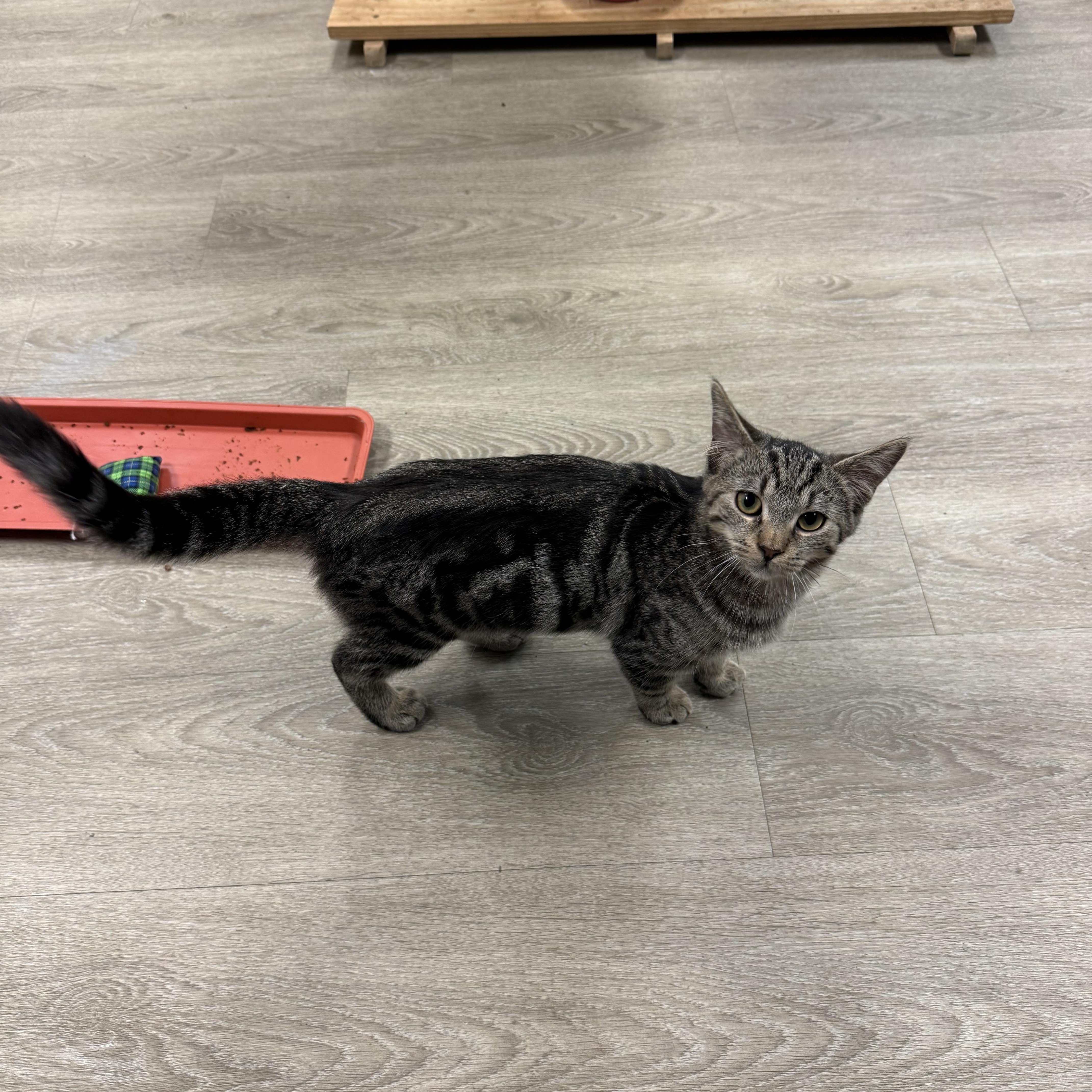 A young medium-sized female Tabby (Brown / Chocolate) Domestic Short Hair cat named Puck for adoption in Hamburg, NY