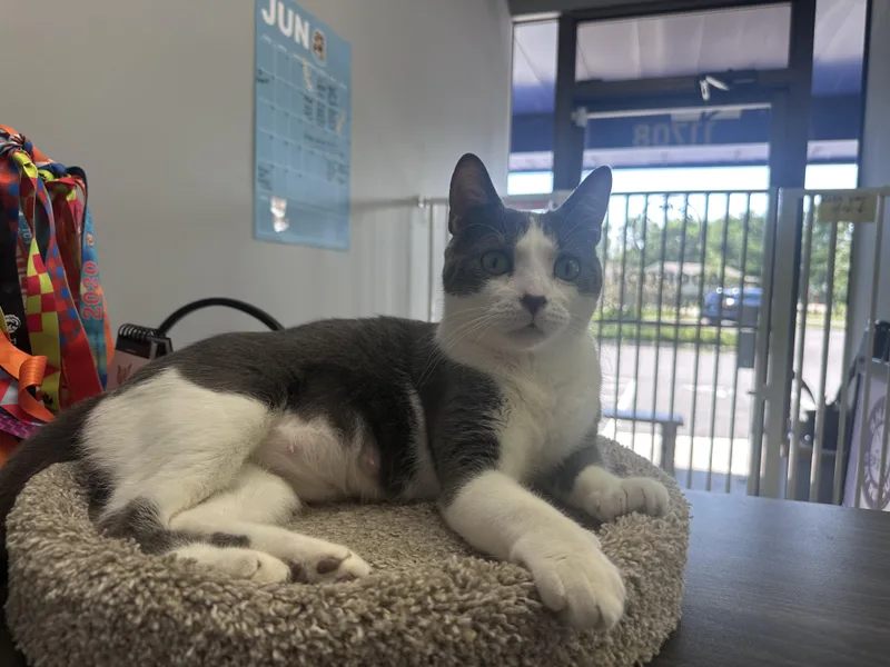 An adult medium-sized female Domestic Short Hair cat named Calypso for adoption in Blaine, MN