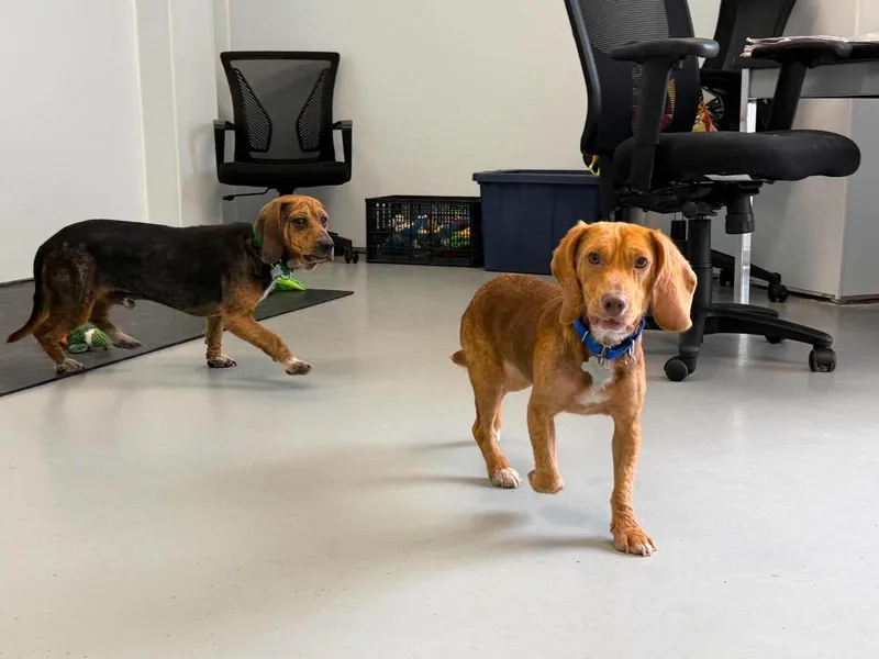 A baby medium-sized male Beagle dog named Waylon for adoption in Raleigh, NC