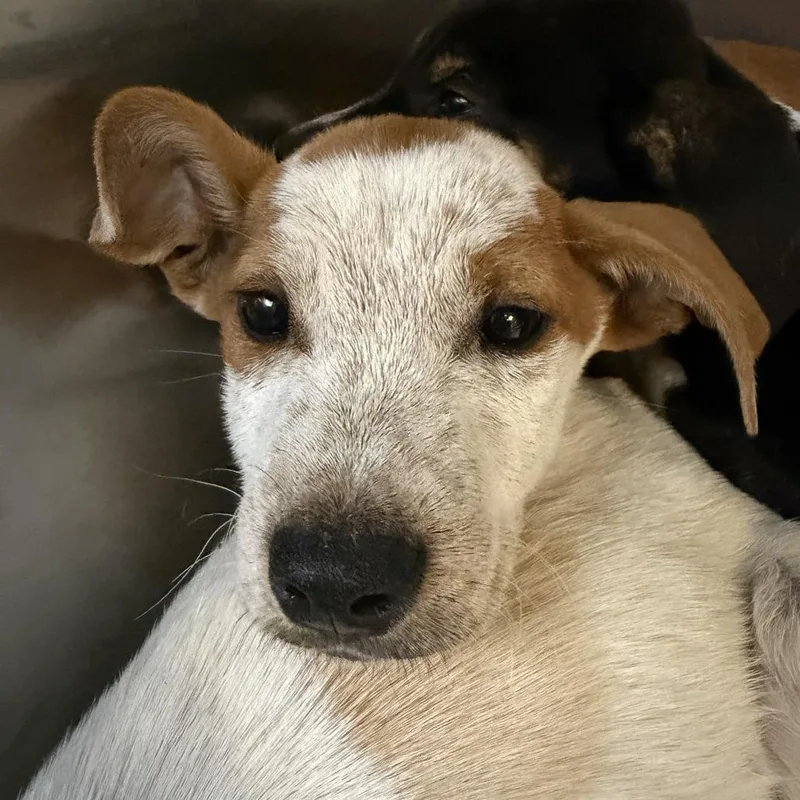A baby small-sized female Mixed Breed dog named Europa for adoption in Austin, TX