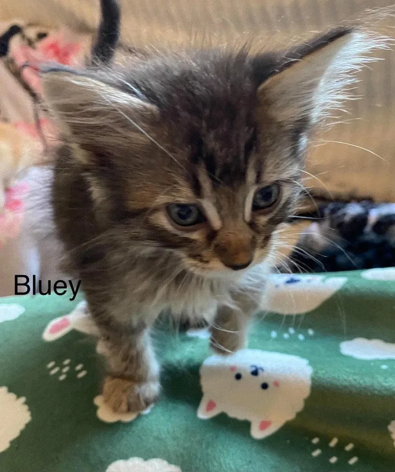 A baby small-sized female Tabby cat named Bluey for adoption in Saint George, UT