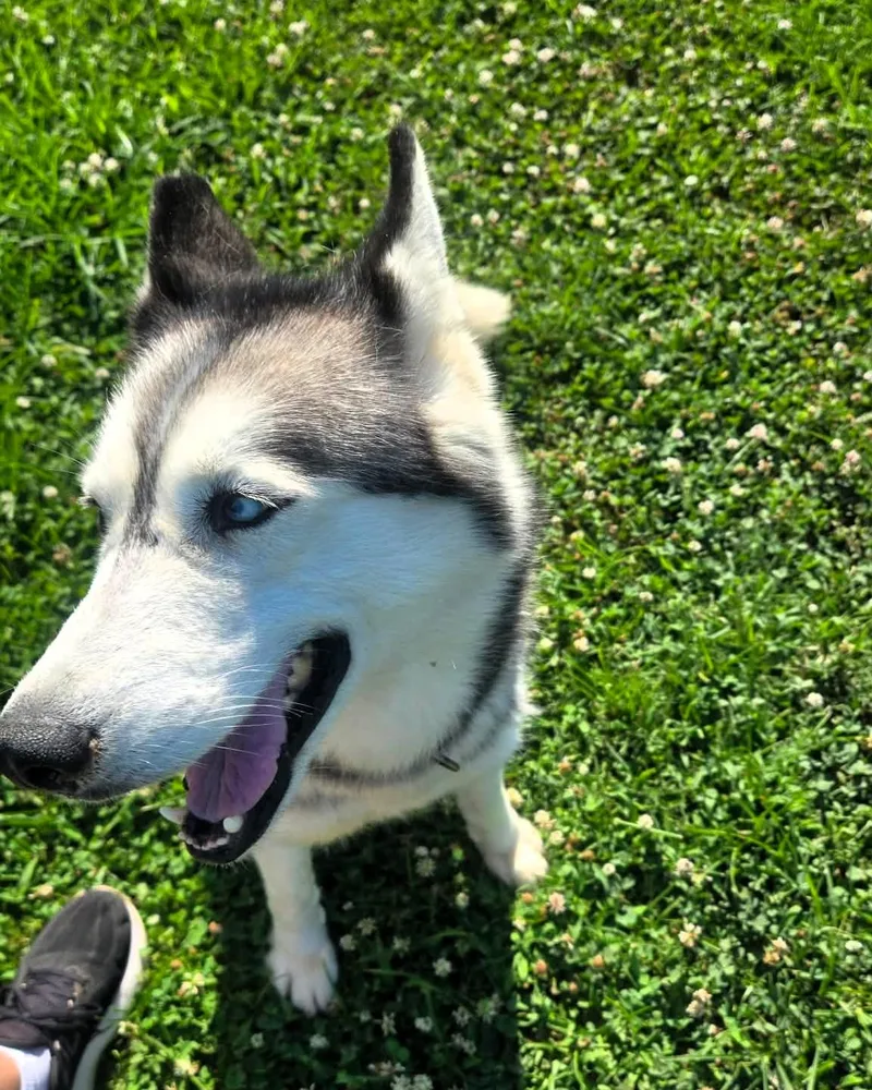 An adult medium-sized female Husky dog named Keona for adoption in Windsor, MO