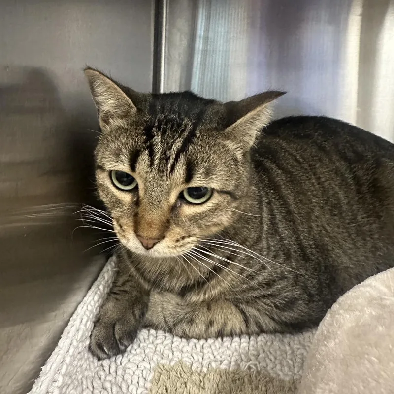 An adult extra large-sized male Gray / Blue / Silver Domestic Short Hair cat named Mr. Luvy for adoption in League City, TX