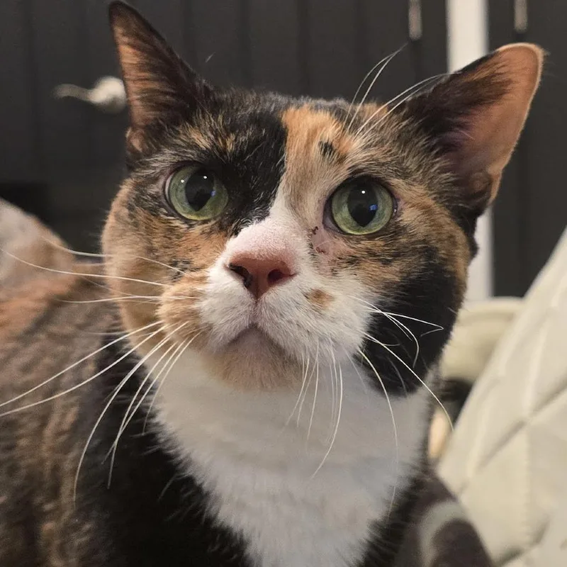 A senior small-sized female Tortoiseshell Domestic Short Hair cat named Trinity for adoption in Naperville, IL