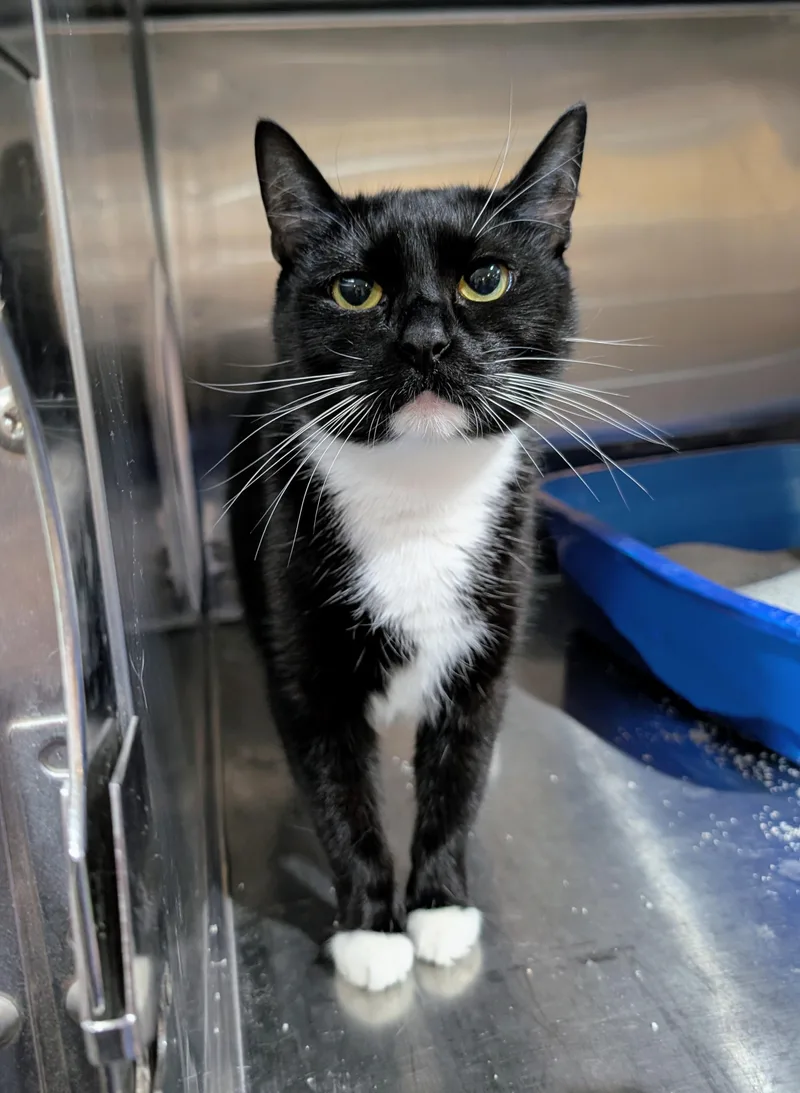 A young medium-sized female Domestic Short Hair cat named Merry for adoption in West Palm Beach, FL