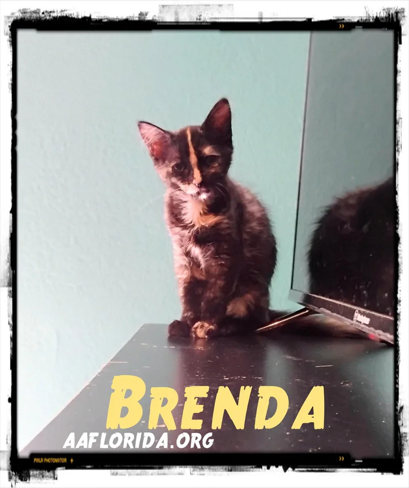 Brenda thumbnail 2