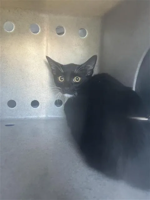 A young small-sized male Domestic Short Hair cat named Dude for adoption in Sacramento, CA